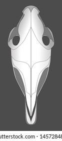 The skull of a horse is white-gray against a dark background.