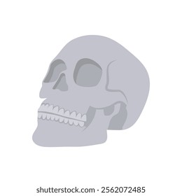 Skull, Human Body Part Illustration