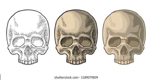 Skull human. Color vintage engraving and flat vector illustration. For poster and tattoo biker club or invitation Halloween. Hand drawn design element isolated on white background