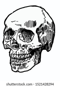 Skull human halloween vector graphic hand-drawn