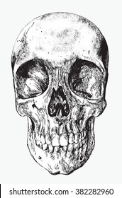 skull of human, hand drawing, vector illustration.