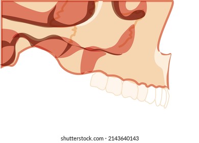 Skull Human head side lateral view and teeth  Skeleton jaws model and teeth row  Set chump realistic flat natural color concept Vector illustration anatomy isolated white background