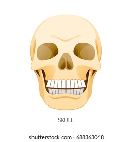 Skull, Human Internal Organs Organ Diagram, Physiology, Structure, Medical Profession, Morphology, Healthy