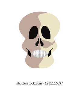 skull human on white background