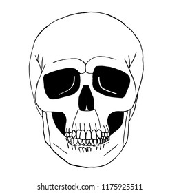 A skull of a human. Vector illustration. 