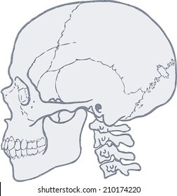 skull human, skull vector, skull structure, anatomy of the skull