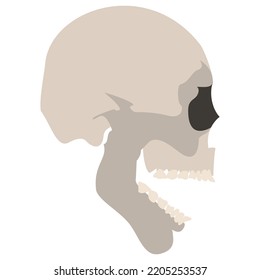 Skull Icon. Realistic Skeleton. Colorful Vector Illustration Isolated On White Background.