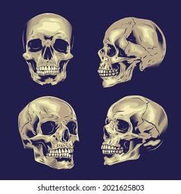 Skull illustration in different angle