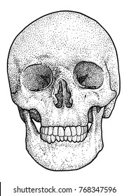 Skull illustration, drawing, engraving, ink, line art, vector