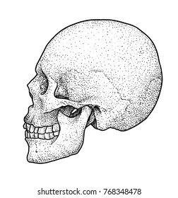 Skull illustration, drawing, engraving, ink, line art, vector