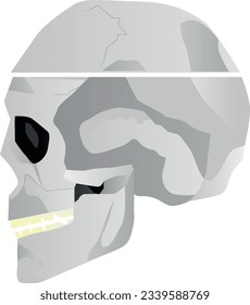 The skull illustration for logo or print