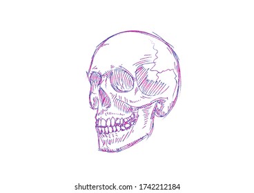 Skull illustration on white background, gradient color brush.