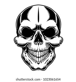 Skull illustration  vector