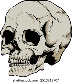 skull Illustration vector Hand draw