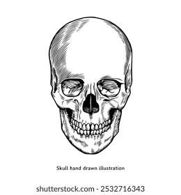 Skull illustration. Vintage skull hand drawn illustration