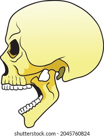 skull image vector illustration isolated on white background