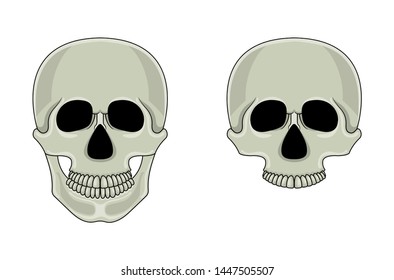 Skull isolated on white background. Cartoon human skull with jaw. Vector illustration for any design.