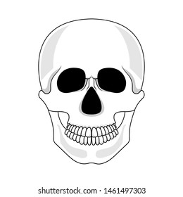 Skull isolated on white background. Cartoon human skull with jaw. Vector illustration for any design.