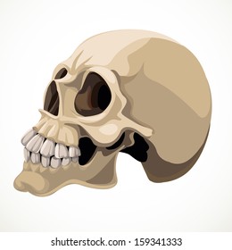 Skull isolated on a white background