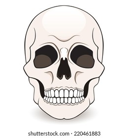 Skull isolated on white background. Vector Illustration 