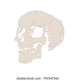 Skull isolated on white background. Skeleton head. Outline sketch ink hand-drawn stock vector illustration.