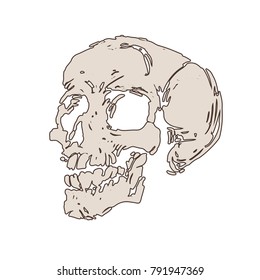 Skull isolated on white background. Skeleton head. Outline sketch ink hand-drawn stock vector illustration.