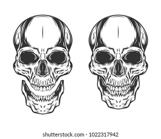 Skull isolated on white background.Vector illustration.
