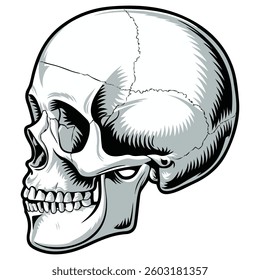 Skull isolated vector illustration on white background