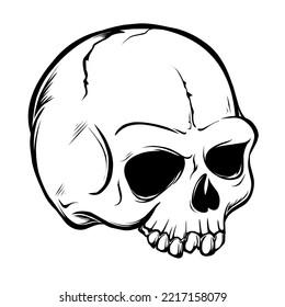 skull isolated in white background
