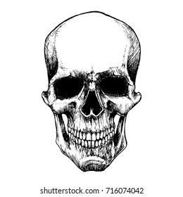 Skull isolated.Vector illustration.