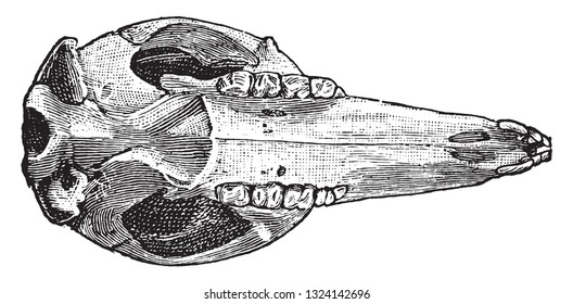 Skull of the kangaroos, vintage engraved illustration. From Deutch Vogel Teaching in Zoology.
