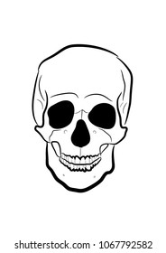 skull linear illustration