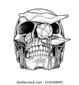 Skull And Lotus, Abstract Hand Drawn Illustration, Isolated Vector