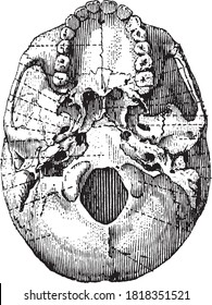 Skull lower face of base of skull, From the Dictionary of Word and Things, 1888.