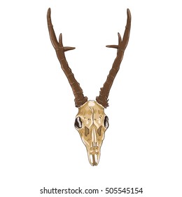 The skull of the male roe deer with antlers. Color vector illustration.