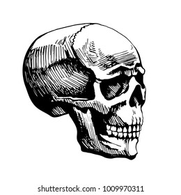 Skull man vector sketch painted by hands. Illustration stylized for engraving. The dead head is the symbol of life and death. Adam's head.