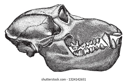 Skull of the Mandrill, vintage engraved illustration. From Deutch Vogel Teaching in Zoology.
