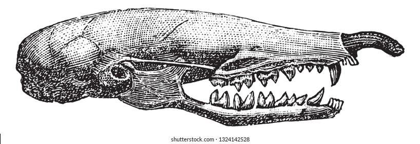 Skull of the mole, vintage engraved illustration. From Deutch Vogel Teaching in Zoology.
