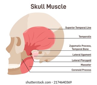 Músculos del cráneo. Esquema didáctico de anatomía del sistema muscular humano con leyendas anatómicas. Temporalis y músculo de la mandíbula en el cráneo de visión lateral. Ilustración vectorial plana