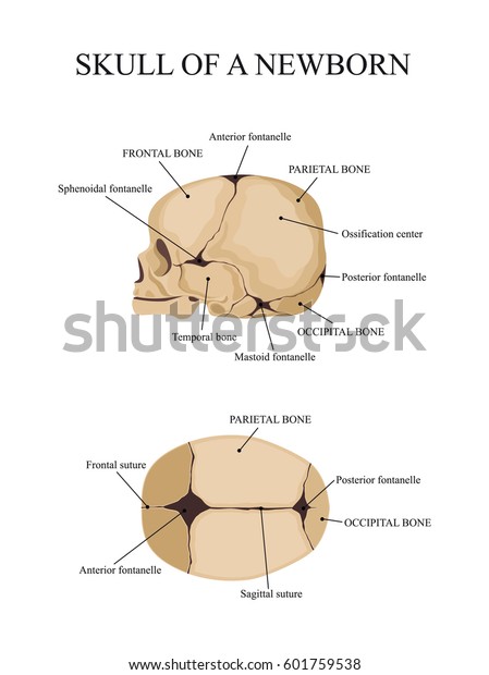 Skull Newborn Human Anatomy Stock Vector (Royalty Free) 601759538