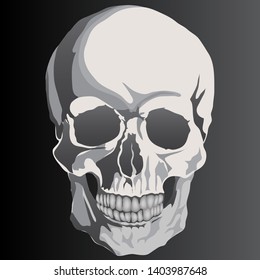 Skull on black background graphic vector