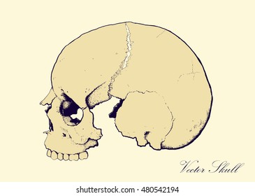 skull on retro colors backgrounds seen in profile, without lower jaw