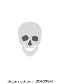 Skull on a white background