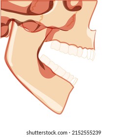 Skull open mouth Skeleton Human partly displayed head side view. Human jaws model with teeth row. Set of chump realistic flat natural color concept Vector illustration of anatomy isolated on white