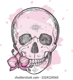 skull with orchid flower. Vector graphics. Sketch