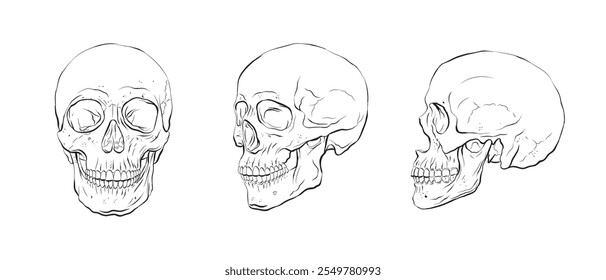 Esquema del cráneo: icono gótico, símbolo de Halloween, concepto de la muerte, diseño espeluznante. Ilustración vectorial plana. Dibujo del cráneo.