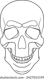 Skull, outline illustration on transparent background	
