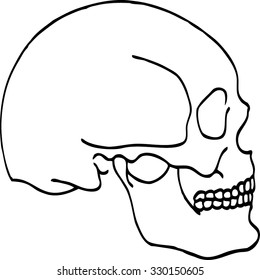 Skull, Outline, Ink Drawing. Isolated On White Background