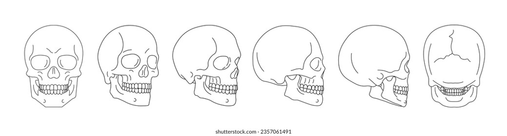 Skull outline set. Human skull set. Vector 