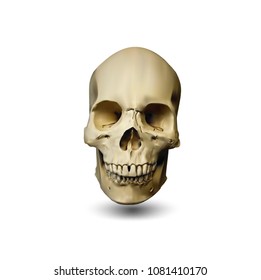 Skull of the person close-up on a white background.Realistic vector illustrations.